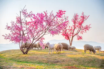 Places to visit to see and feed the sheep on Khao Kho in the morning in Thailand. © stpadcharin