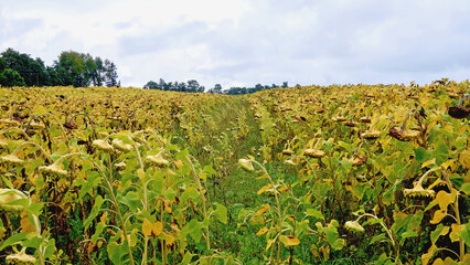 Fototapeta na wymiar A ripe sunflower field. a raw material for the production of healthy oil.