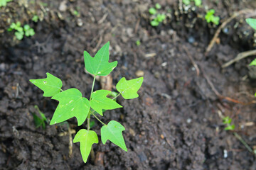 Green seedling growing in the soil, closeup of young papaya plant