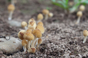 Mushroom growing on the ground. Shallow depth of field.