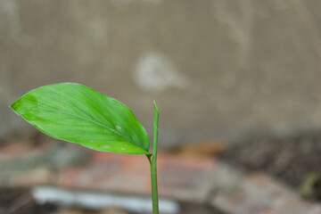 green galangal leaves growing with concrete wall in the background.