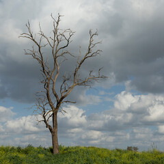 Landscape in nature in early spring where the end and beginning of life are present