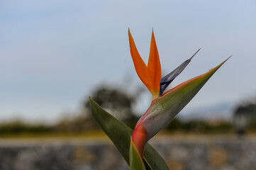 Strelitzia reginae / Crane flower / Bird of paradise