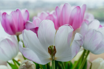 Pink and White Tulips Close-Up