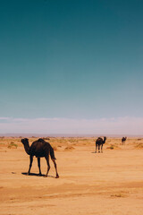 Three wild camels on a sahara desert sand and blue sky. Africa