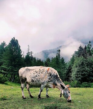 The image depicts a cow grazing in a field under a sky with clouds. The surroundings include grass, trees, and mountains in the background.