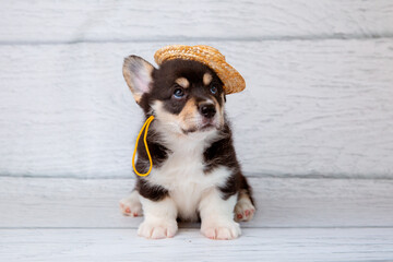 Cute funny Welsh corgi puppy in a straw hat sits on a white wooden background looking at the camera
