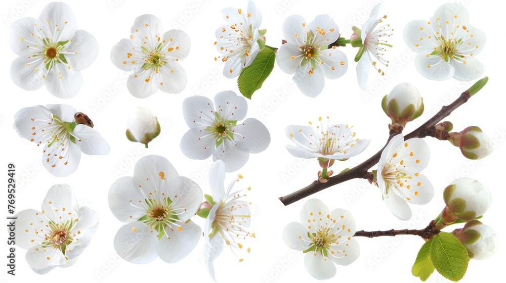 Poster The design elements of a plum tree are isolated on white.