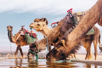 Türaufkleber Caravan camels drinking water in an oasis in Sahara desert Morocco © Karol