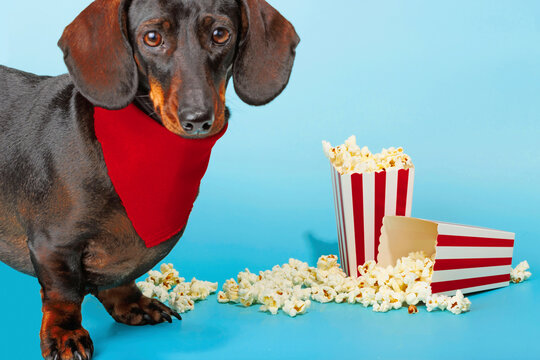 Cute Dachshund dog wearing red bandana near popcorn