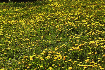 Spring flowering field with yellow dandelions (Latin name Tar&aacute;xacum)