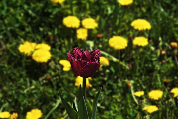 Dark purple tulip in the flowering stage. The background is blurred.