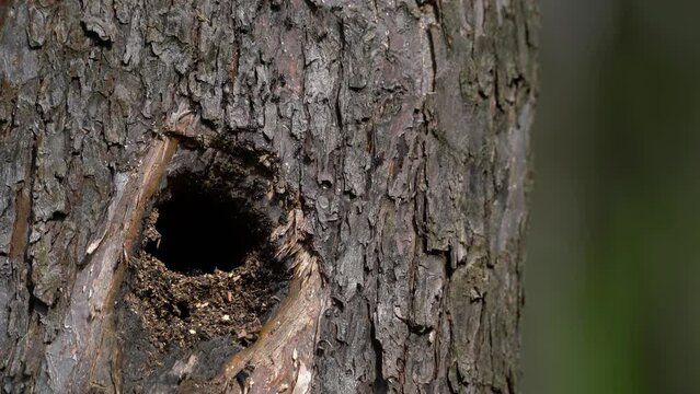 An Anthill in an abandoned nest in a tree - (4K)