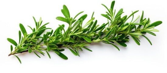 Fototapeta premium A close up of an evergreen herb, rosemary, on a white background showcasing its needlelike leaves and woody stem