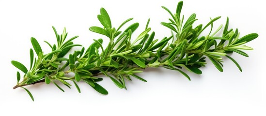 A close up of an evergreen herb, rosemary, on a white background showcasing its needlelike leaves and woody stem