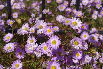 Blossoming pastel pink Michaelmas daisies in October