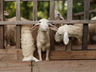 A group of sheep standing in a pen with their heads sticking out of the fence
