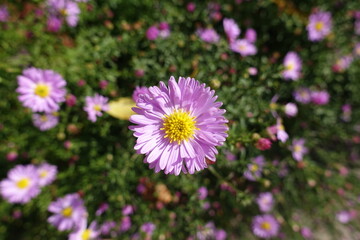 Closeup of pink flower of Michaelmas daisies in October