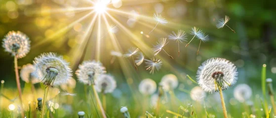 Foto op Plexiglas An early morning scene of dandelion seeds blowing away in the sunlight. © Zaleman