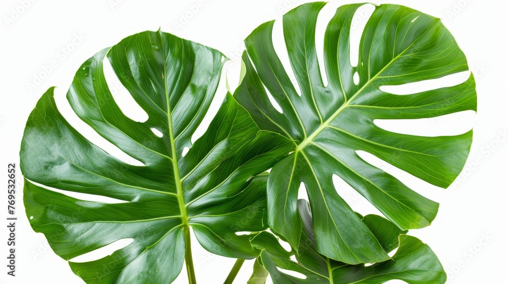 Poster leaf of monstera plant on white background with clipping path included