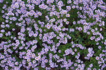 Top view of pink flowers of Michaelmas daisies in October