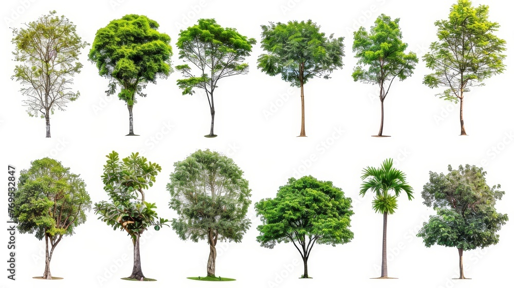 Poster These isolated trees are a beautiful collection of trees from Thailand. They are used in both print and digital design.