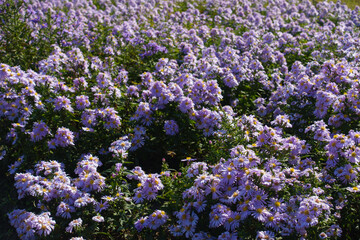 Whole lot of pink flowers of Michaelmas daisies in mid October - obrazy, fototapety, plakaty