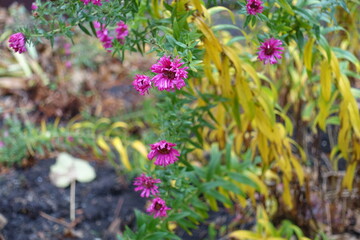 Obraz premium Wet magenta colored flowers of Michaelmas daisies in November
