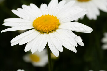 Fototapeta premium Bud of chamomile flower with blurred natural background