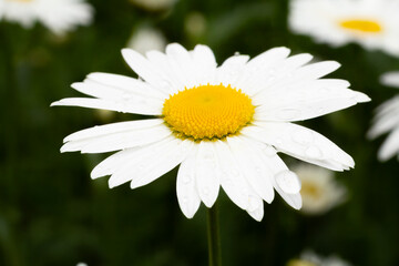 Obraz premium Buds of chamomile with blurred same flowers in the background
