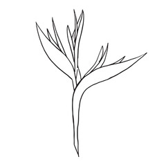 Line art strelitzia or Bird of Paradise flower illustration. outline sketch hand drawn