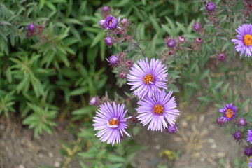 Close view of purple flowers and buds of New England asters in October