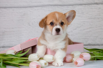 cute Welsh corgi puppy in a gift box with spring pink tulip flowers on a light wooden background - obrazy, fototapety, plakaty