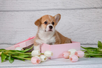 cute Welsh corgi puppy in a gift box with spring pink tulip flowers on a light wooden background - obrazy, fototapety, plakaty
