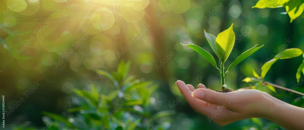 Wall mural Green blurry nature background with hand holding young plant. Concept eco earth day.