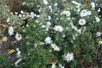 Closed buds and white flowers of heath aster in October - obrazy, fototapety, plakaty