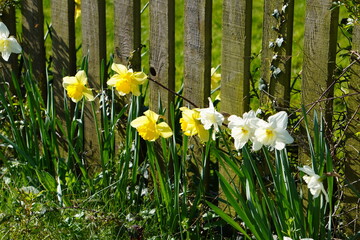 daffodils in the garden - obrazy, fototapety, plakaty