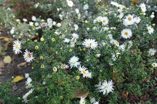 Closed buds and white flowers of heath aster in October