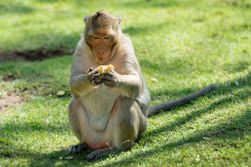 Long-tailed macaque named The crab-eating macaque eating raw corn greern grass