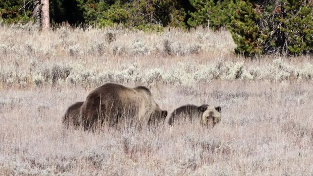 Pair of grizzly bear (Ursus arctos horribilis) cubs and sow searching for food in Grand Teton National Park.