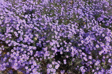 Background - numerous violet flowers of Michaelmas daisies in October