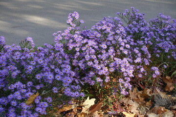 Border of flowering violet Michaelmas daisies in October - obrazy, fototapety, plakaty