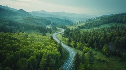 Bird's eye view curves the road in a beautiful green forest.
