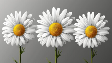 Realistic modern illustration of chamomile flowers isolated on a transparent background.
