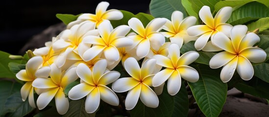 A cluster of white flowers with vibrant yellow centers blossoms on a tree, creating a beautiful display of natures beauty