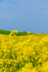 rapeseed cultivation and silo and blue sky in background