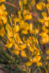 Gewöhnlicher Besenginster (Cytisus scoparius)