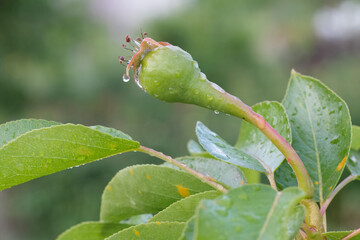 Immature pear on a branch of the tree