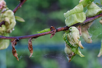 Branch of a peach tree with leaf curl caused by a fungus.