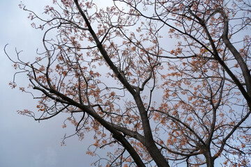 Artistic chinaberry tree with yellow berries on the branches